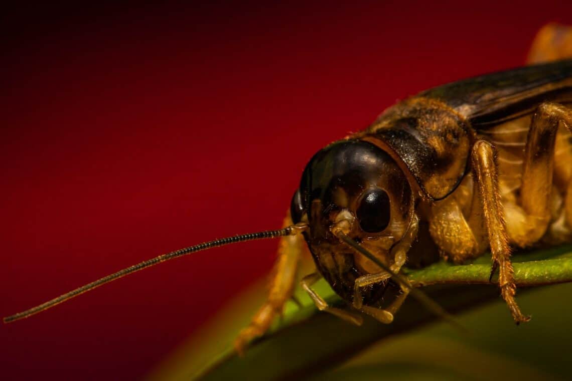 Photo by Diego Madrigal: https://www.pexels.com/photo/macro-photography-of-cricket-6037816/