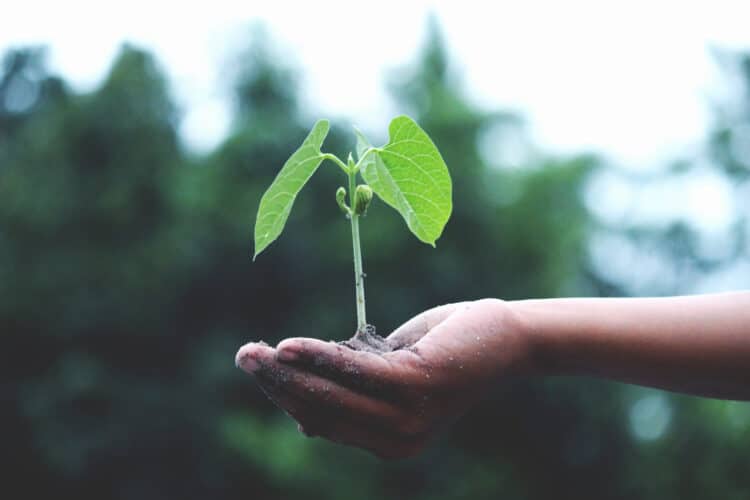 Photo by Akil  Mazumder from Pexels: https://www.pexels.com/photo/person-holding-a-green-plant-1072824/