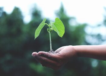 Photo by Akil  Mazumder: https://www.pexels.com/photo/person-holding-a-green-plant-1072824/