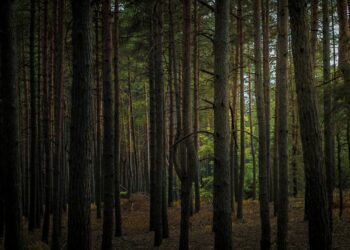 Photo by Lisá  Yakurím: https://www.pexels.com/photo/photo-of-forest-during-daytime-12918457/