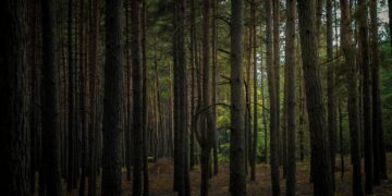 Photo by Lisá  Yakurím: https://www.pexels.com/photo/photo-of-forest-during-daytime-12918457/