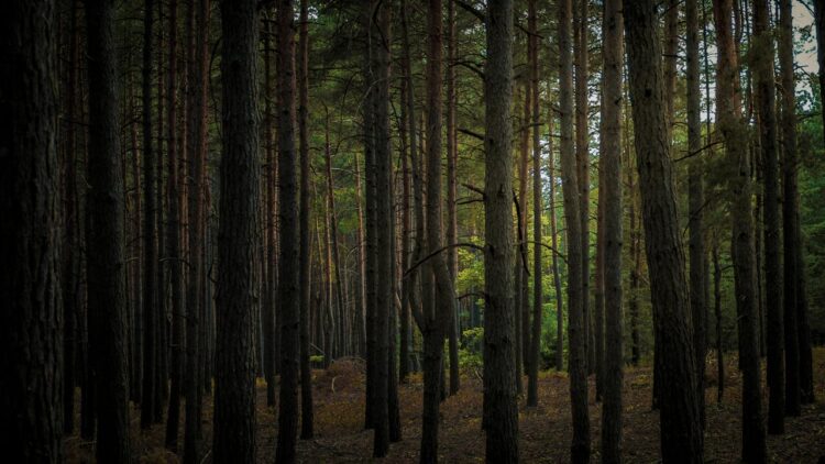 Photo by Lisá  Yakurím: https://www.pexels.com/photo/photo-of-forest-during-daytime-12918457/