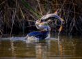 Photo by Eric Planet Olympus: https://www.pexels.com/photo/darter-bird-capturing-fish-in-wetland-habitat-30239520/