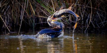 Photo by Eric Planet Olympus: https://www.pexels.com/photo/darter-bird-capturing-fish-in-wetland-habitat-30239520/