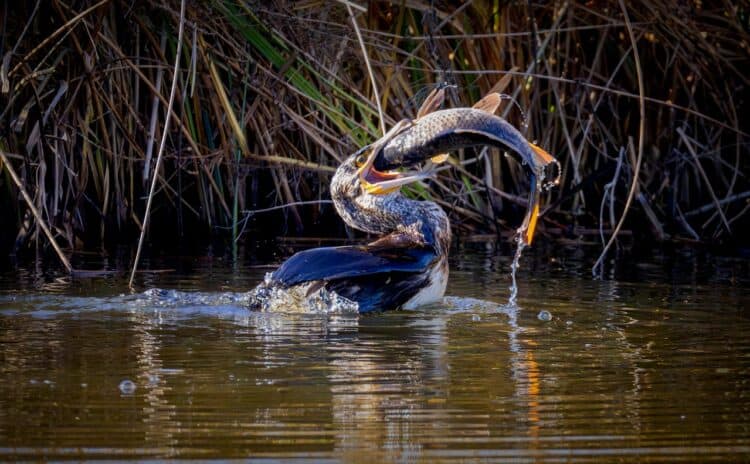 Photo by Eric Planet Olympus: https://www.pexels.com/photo/darter-bird-capturing-fish-in-wetland-habitat-30239520/